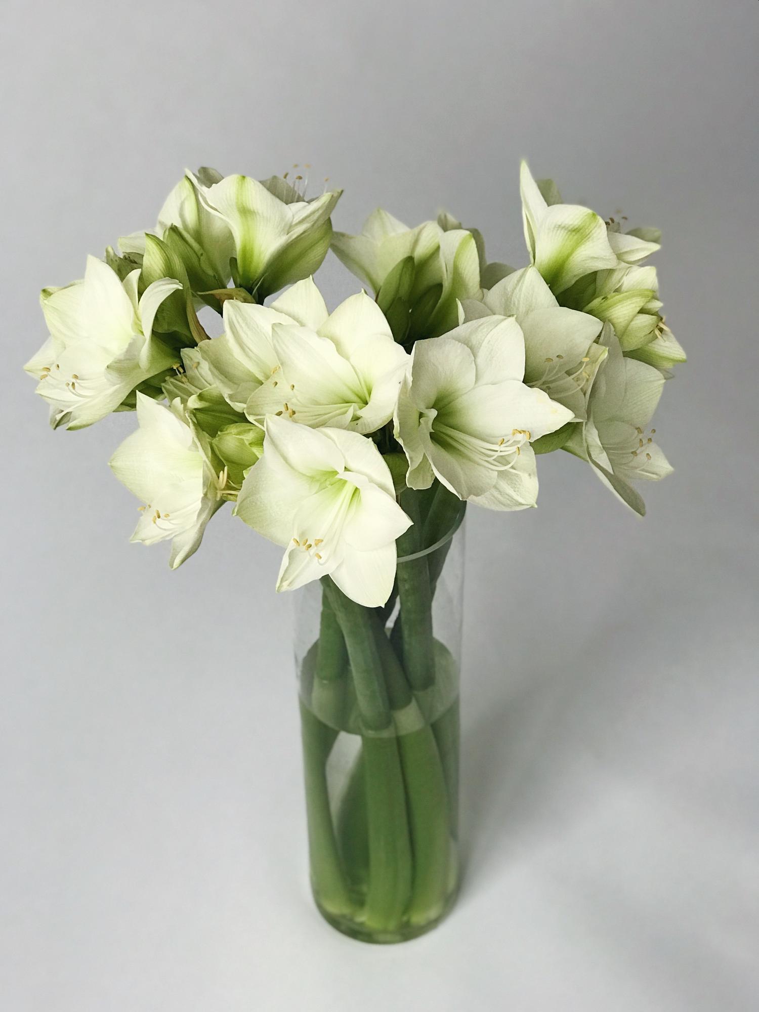 Амариллис белый