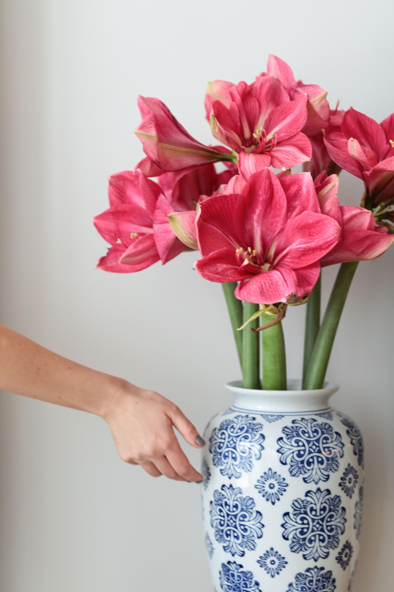 Амариллис малиновый