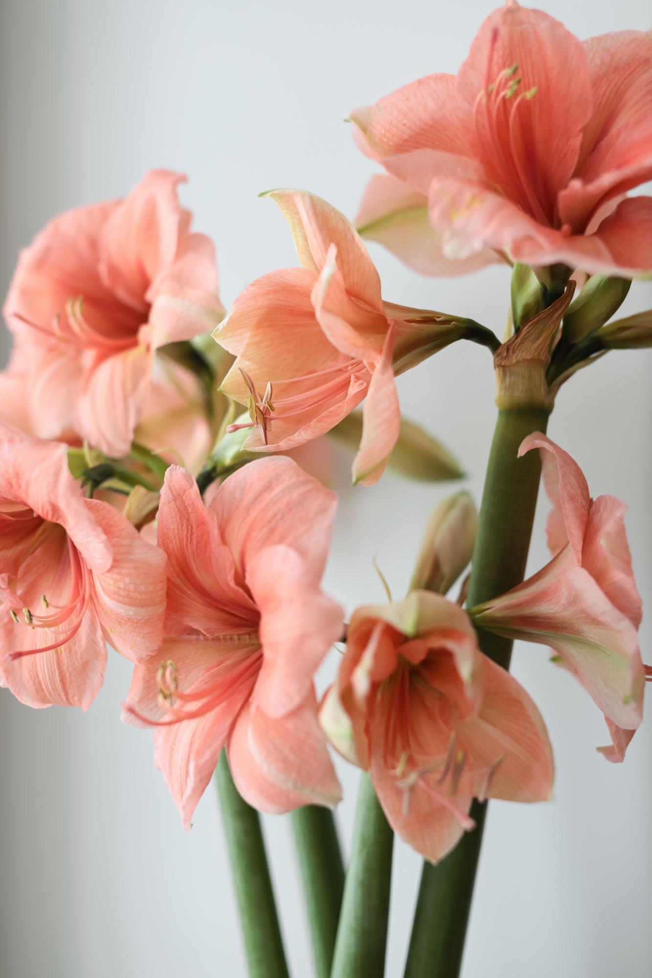 Амариллис лососевый