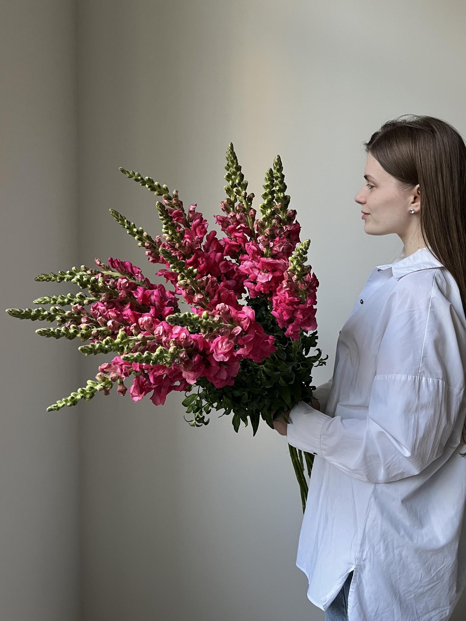 Антирринум розовый