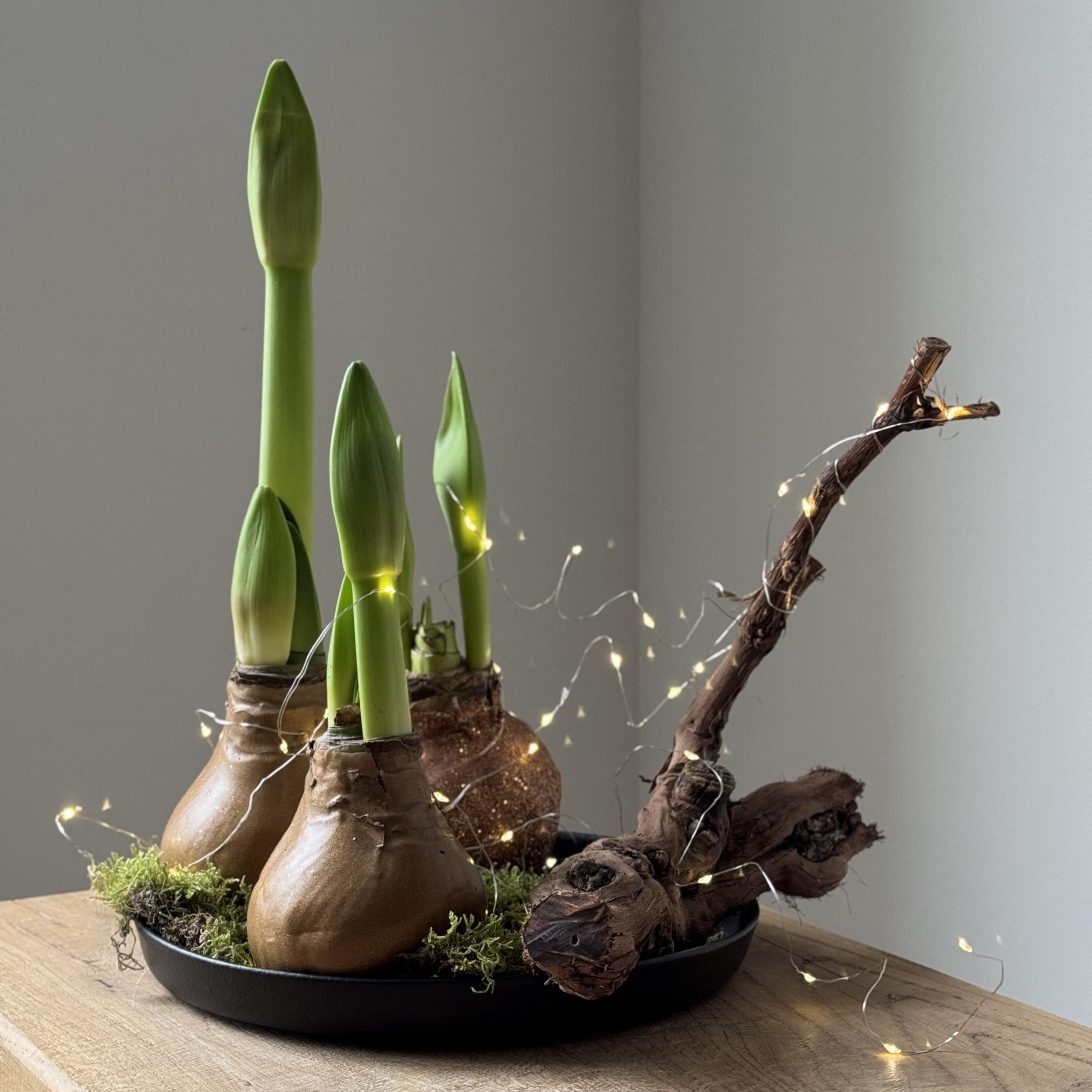 Набор из луковиц амариллиса с гирляндой