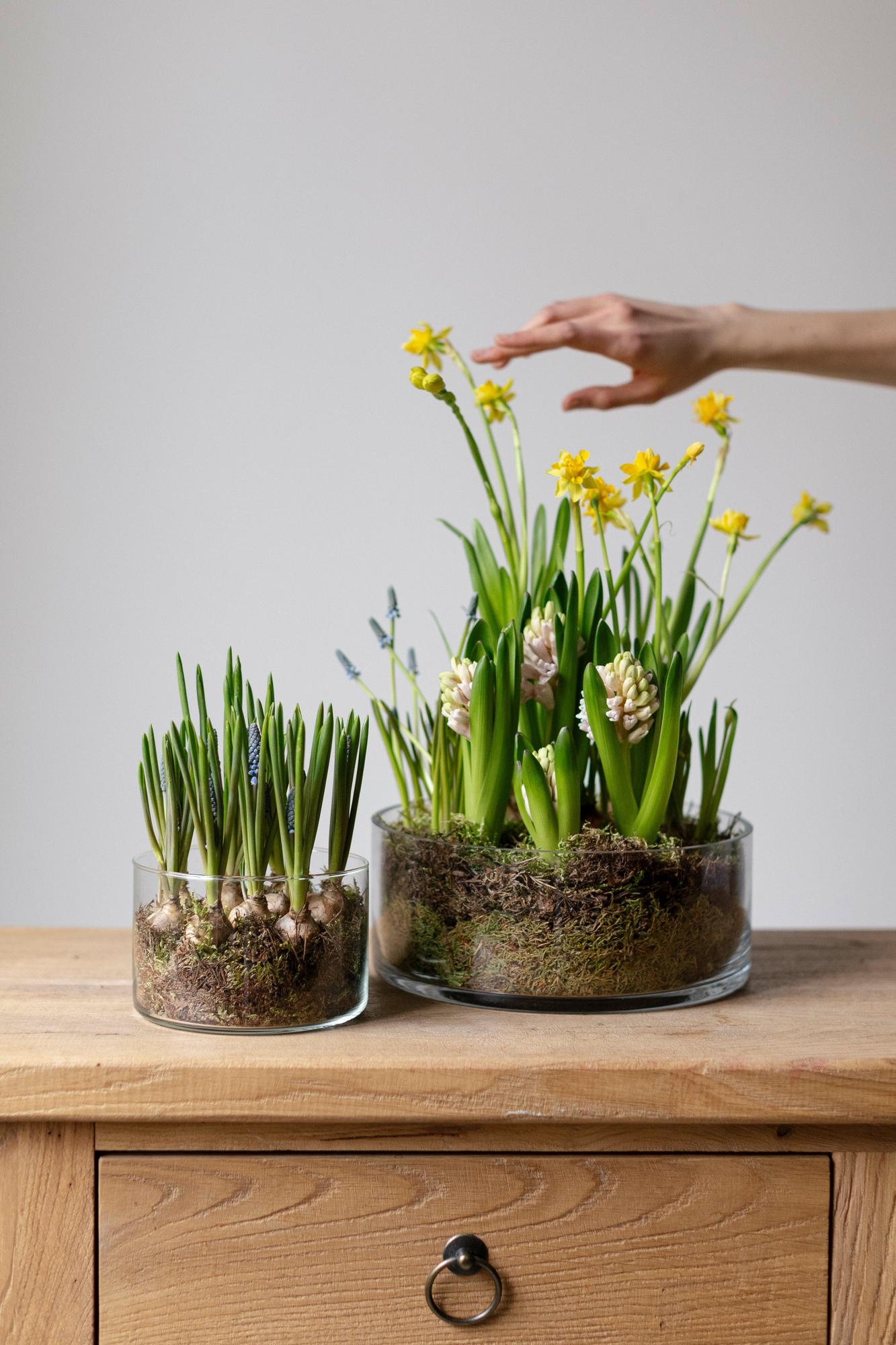 Сет с первоцветами #2