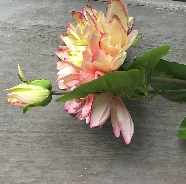 Георгин кремовый