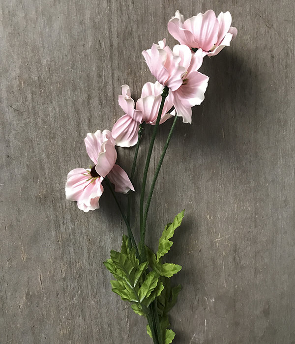 Космея светло-розовая