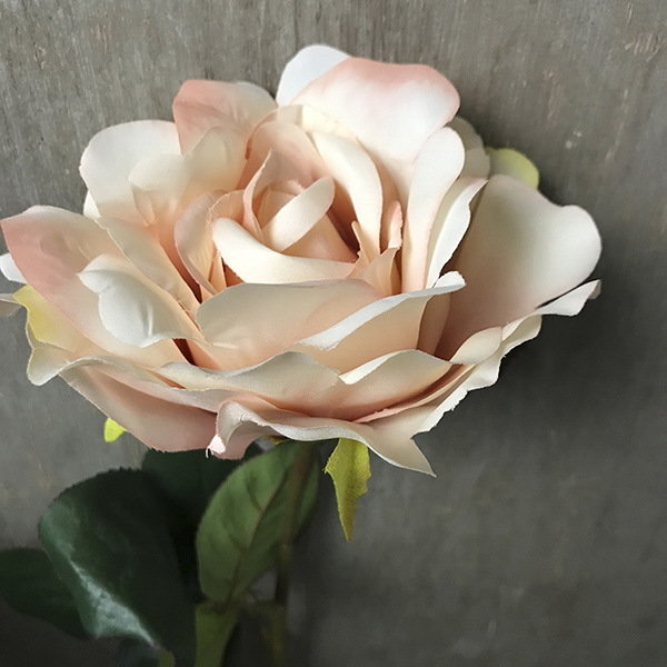 Роза кремово-розовая