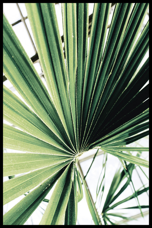 Постер Зеленая Ветка