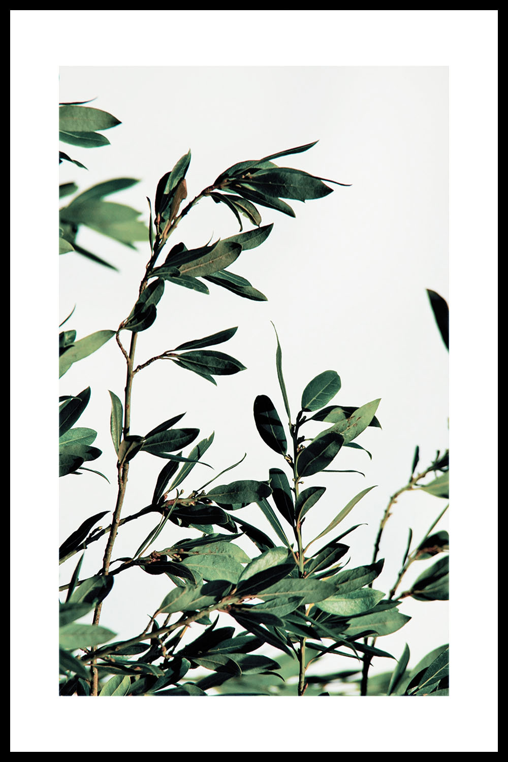 Постер Green Leaves #4