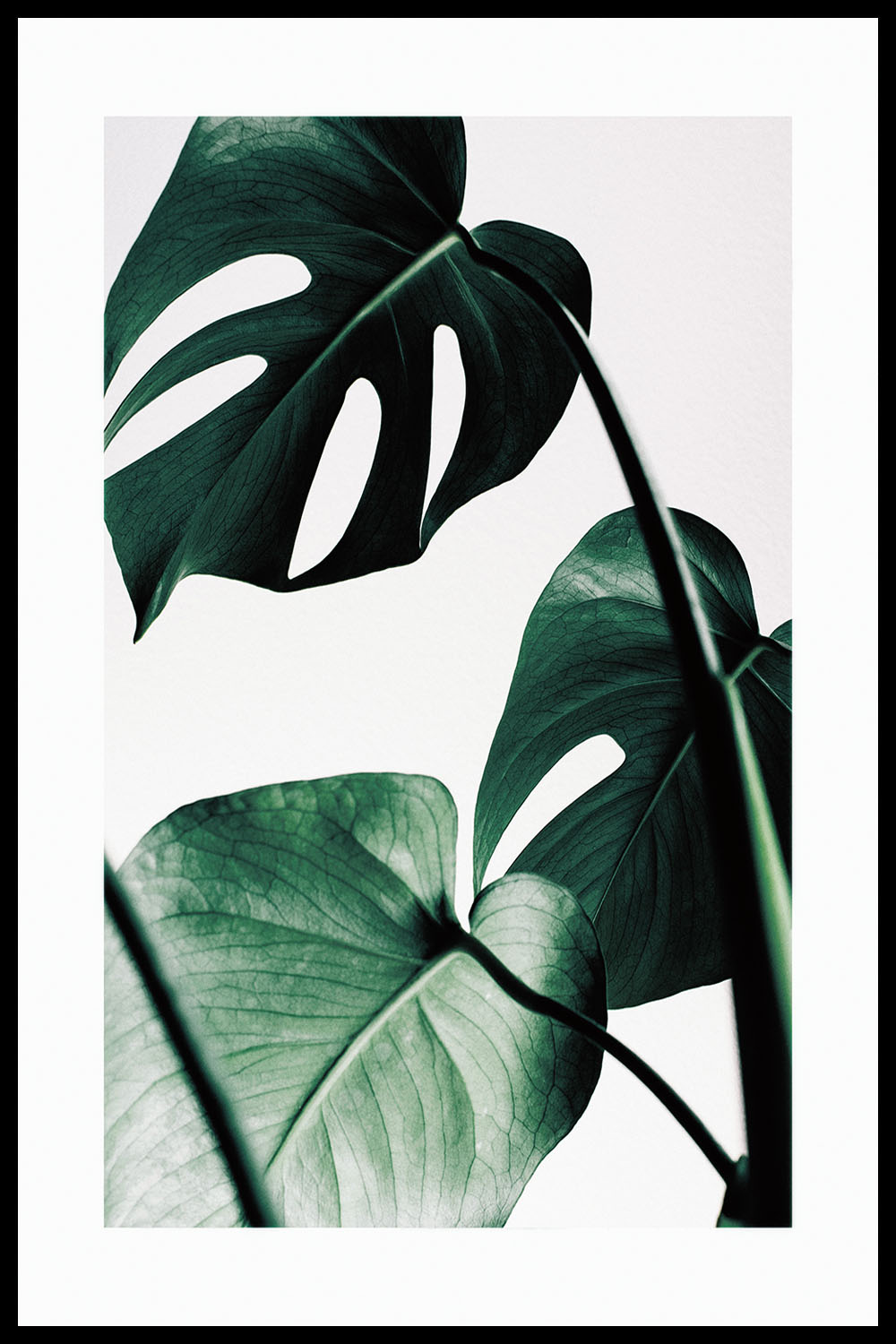 Постер Green Plant #8