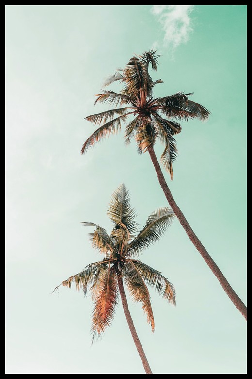 Постер Две Пальмы