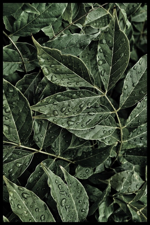 Постер Листья #2