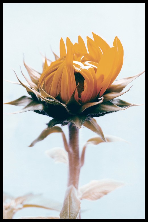 Постер Подсолнух