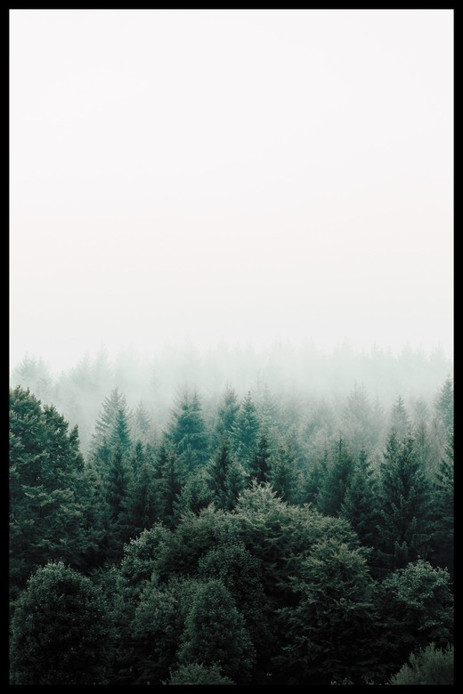 Постер Туман Над Лесом