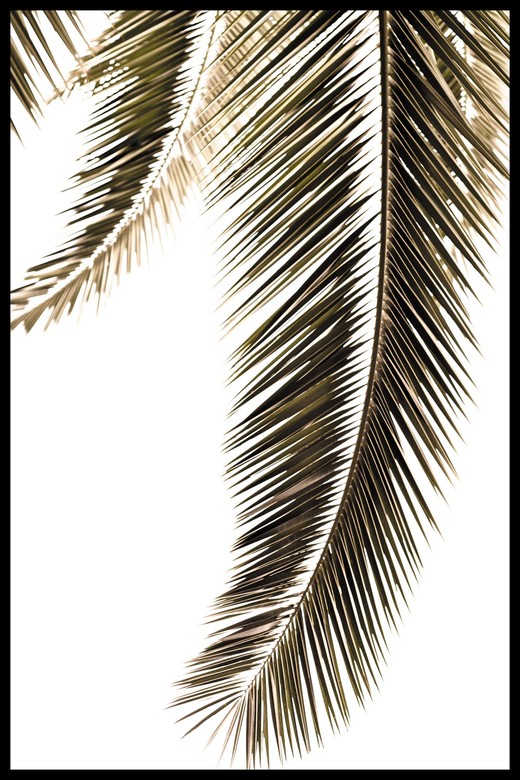Постер Висящая Пальмовая Ветвь