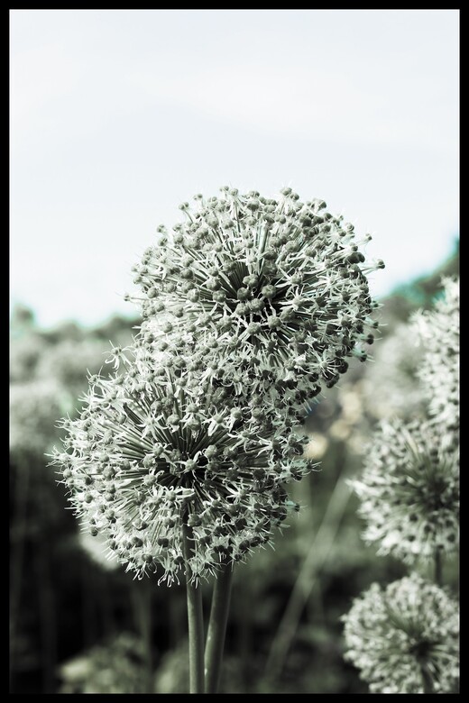 Постер Green Plant #1