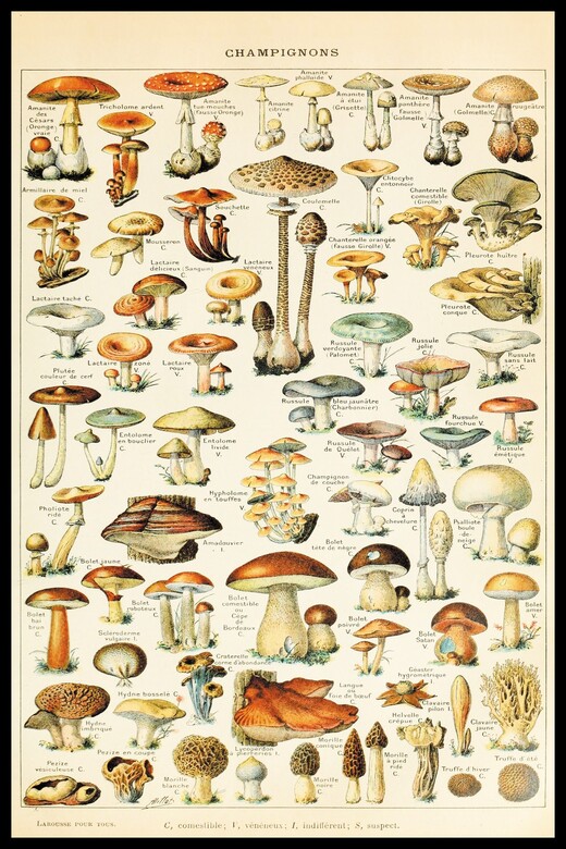 Винтажный Постер Грибы