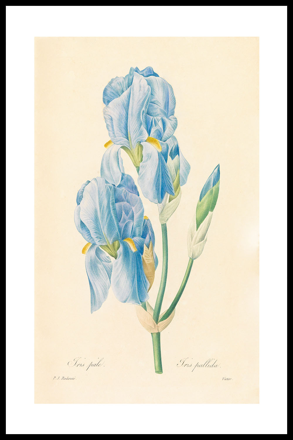 Постер Pierre Joseph Redouté #4