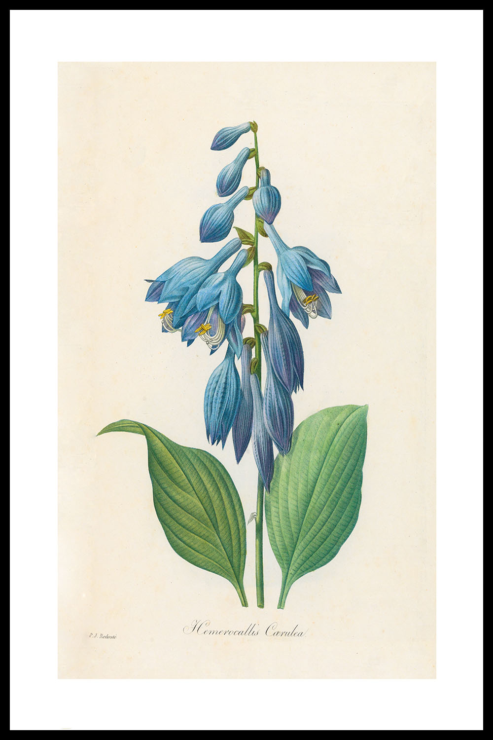 Постер Pierre Joseph Redouté #6