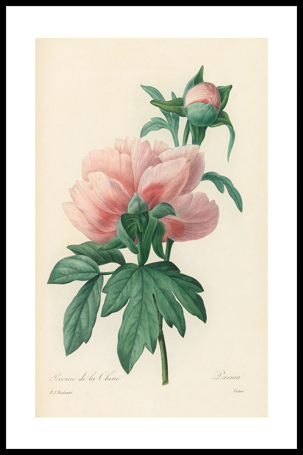 Постер Pierre Joseph Redouté #2