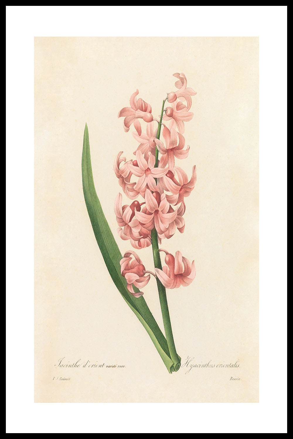 Постер Pierre Joseph Redouté #3