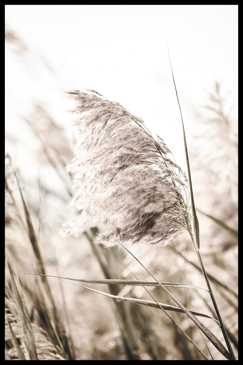 Постер Ветка Сухоцвет