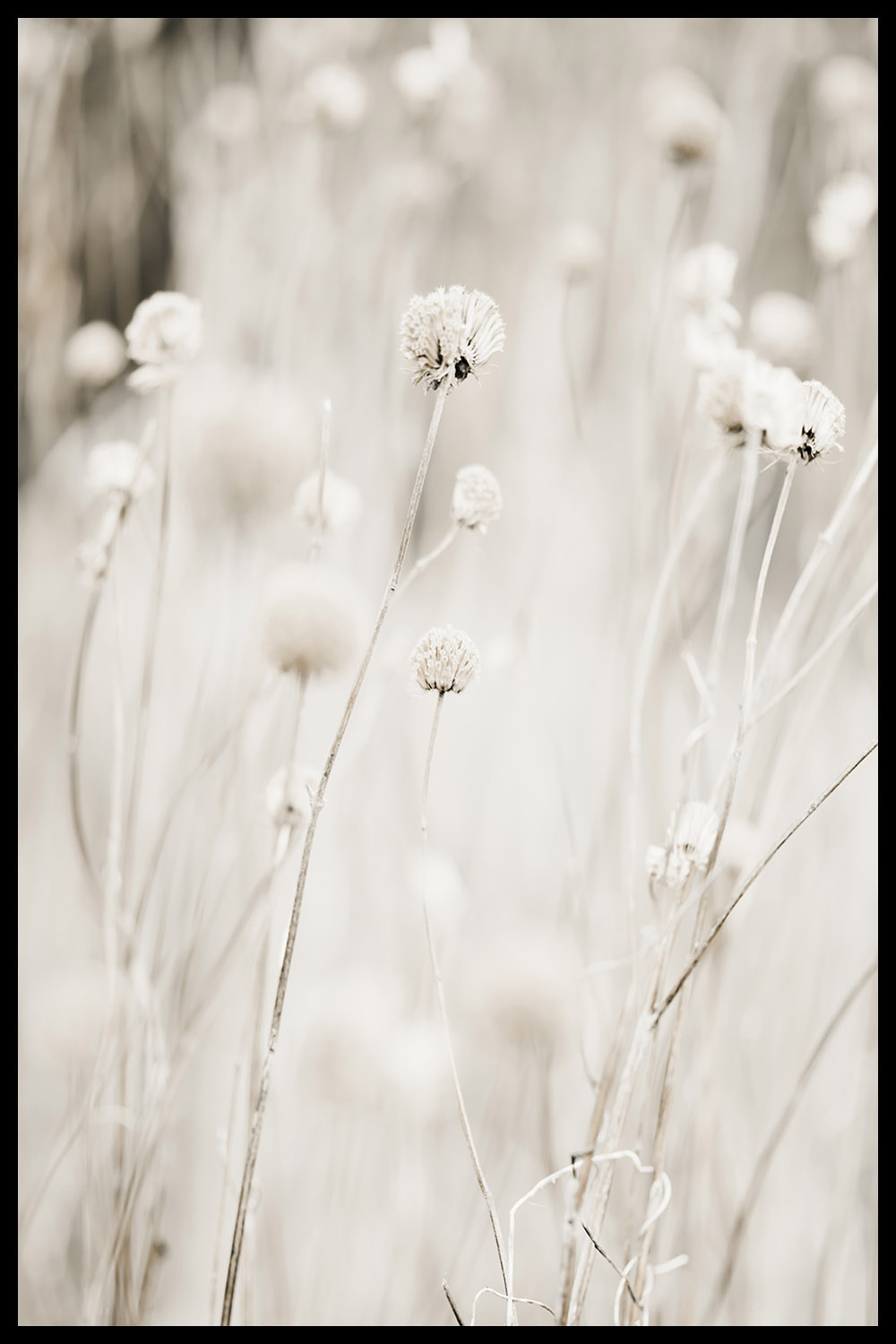 Постер Сухоцвет #1