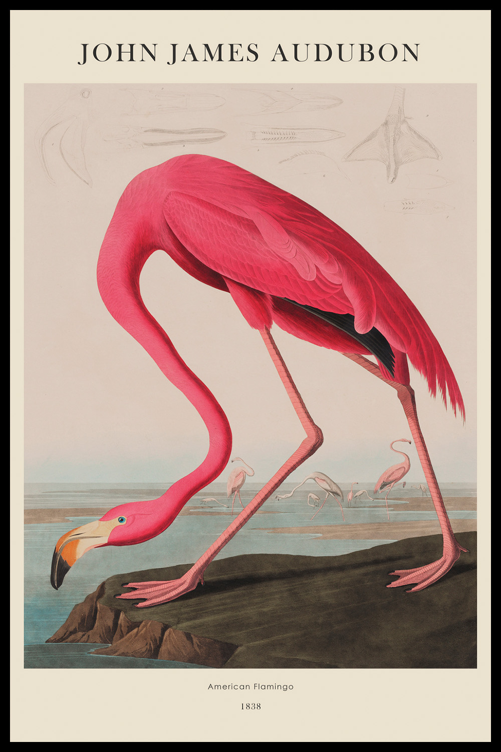 Постер J.J.Audubon #7