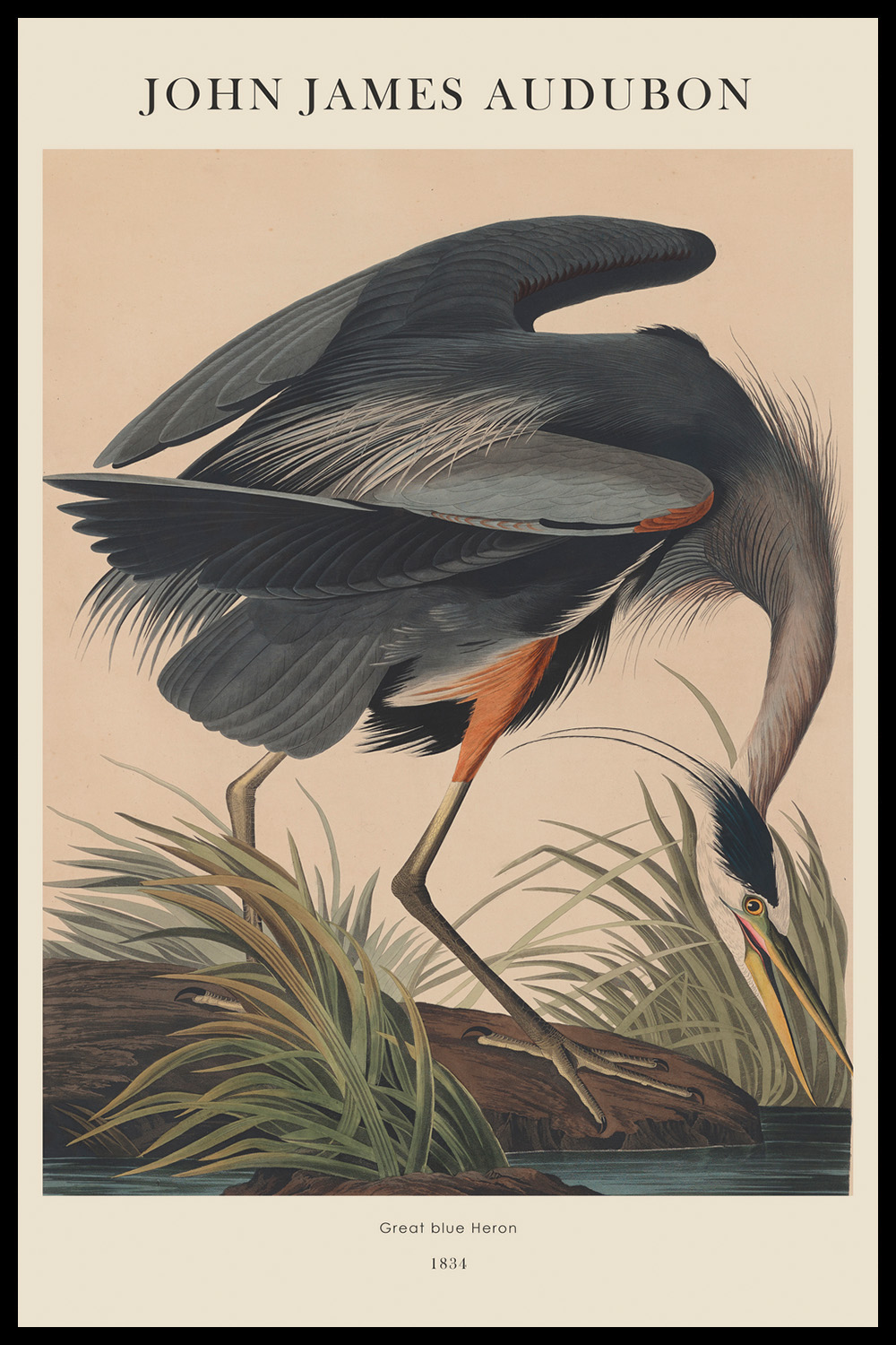 Постер J.J.Audubon #8