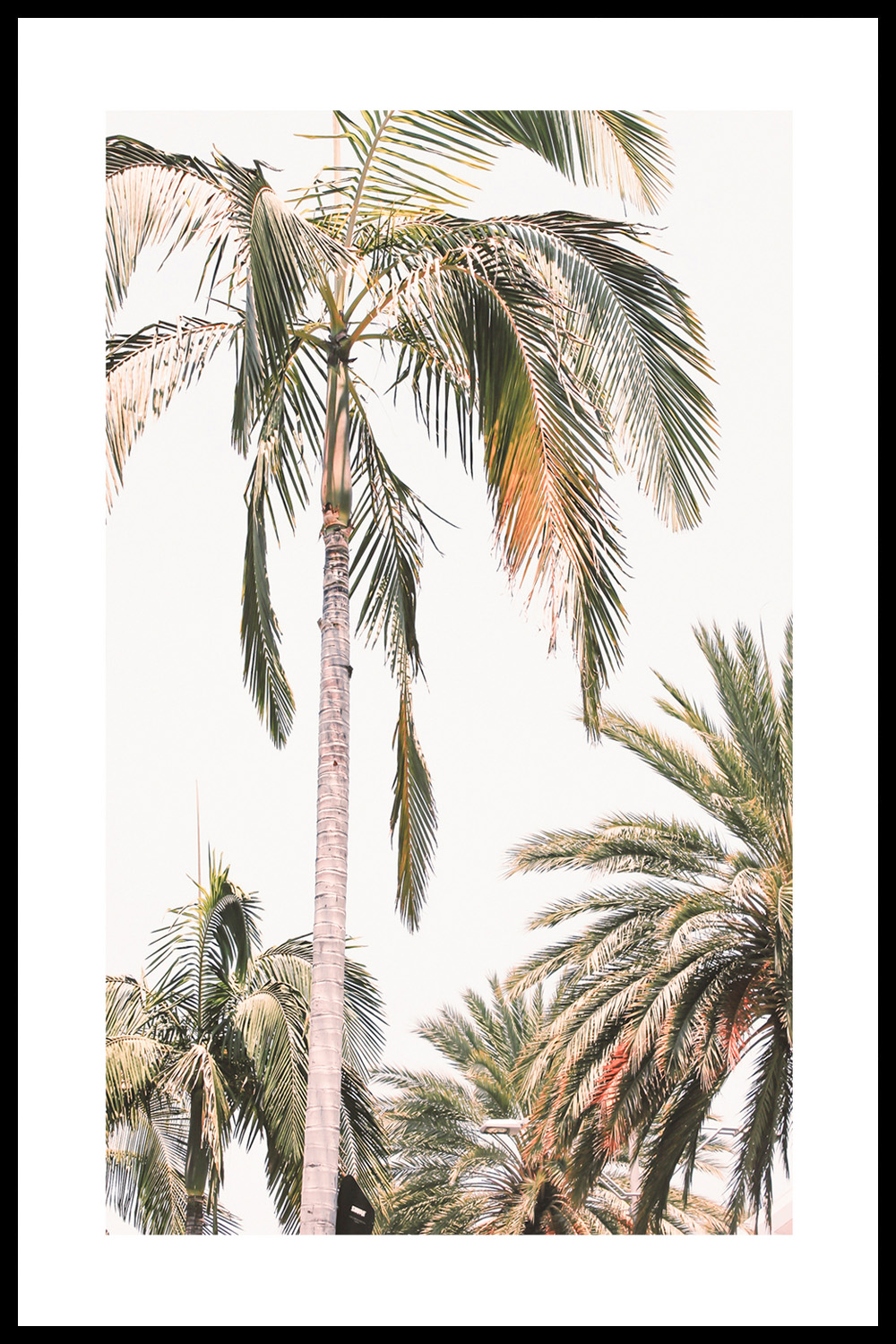 Постер Пальма