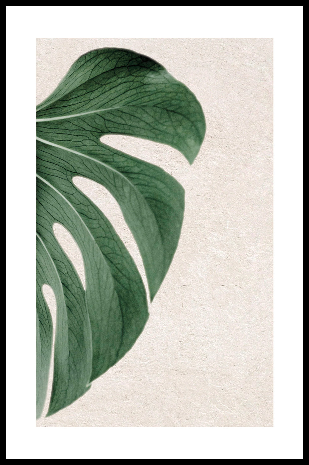 Постер Лист Монстеры #1