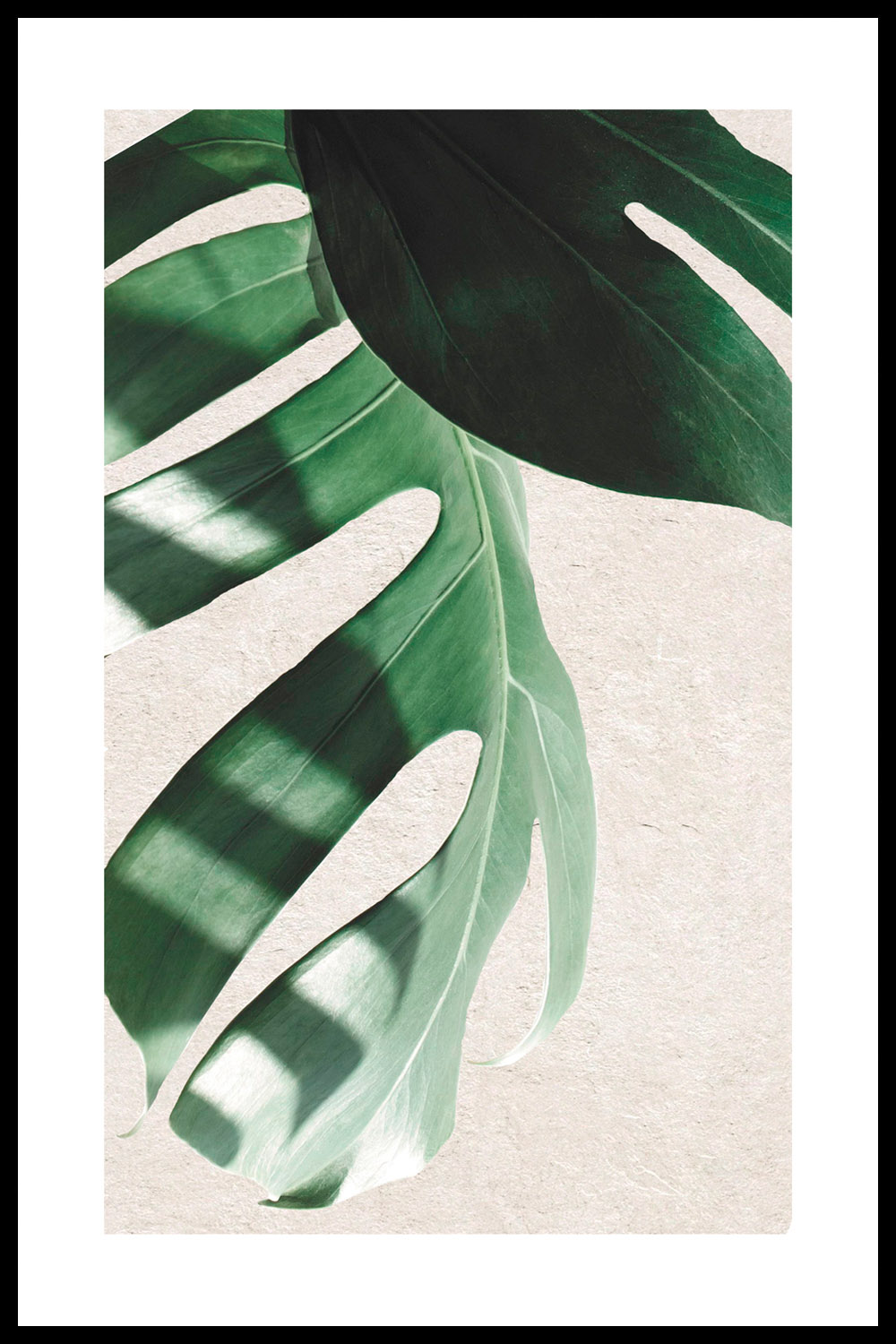 Постер Лист Монстеры #4