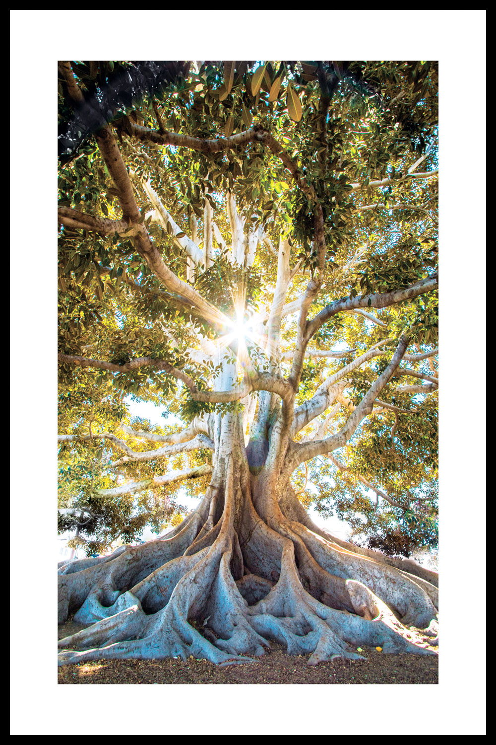 Постер Солнце Сквозь Дерево