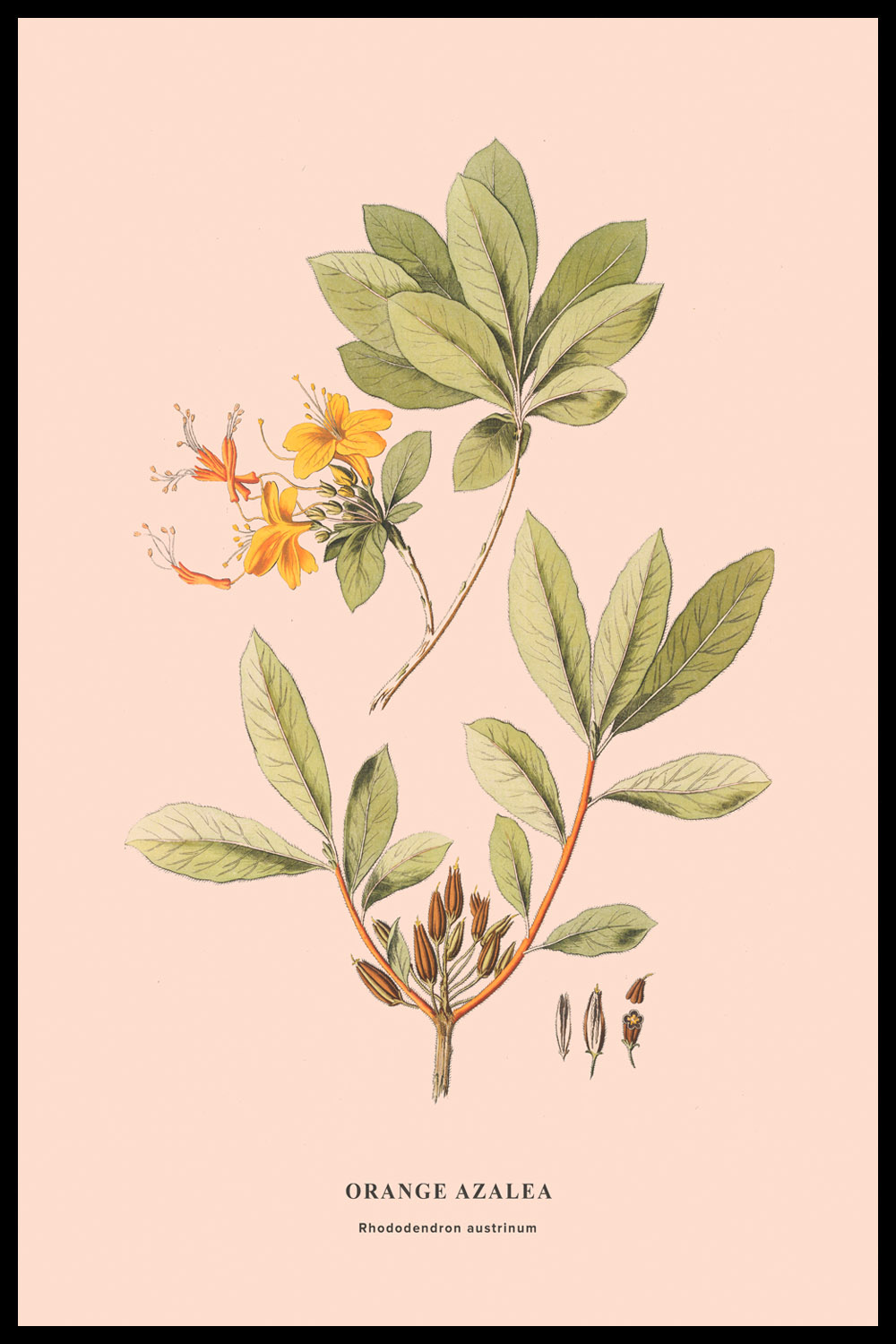 Постер Винтажные Растения