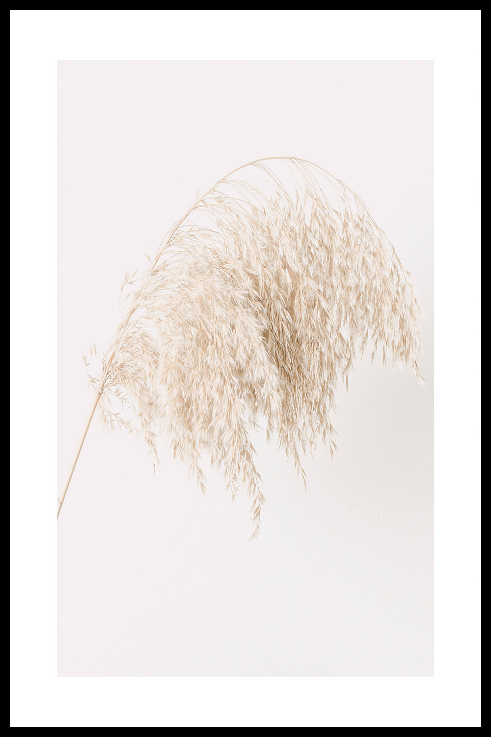 Постер Сухоцвет На Светлом Фоне