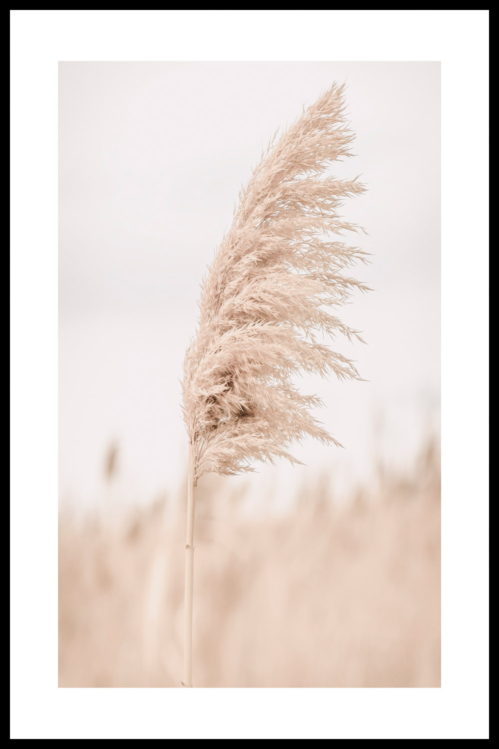 Постер Сухоцвет