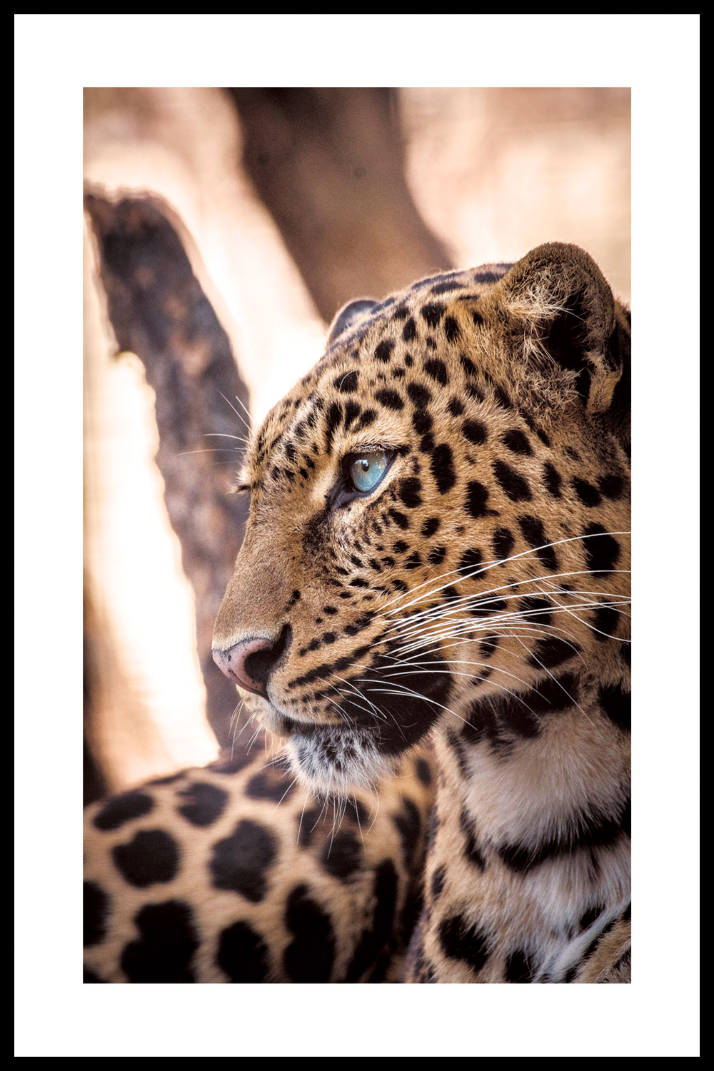 Постер Гепард