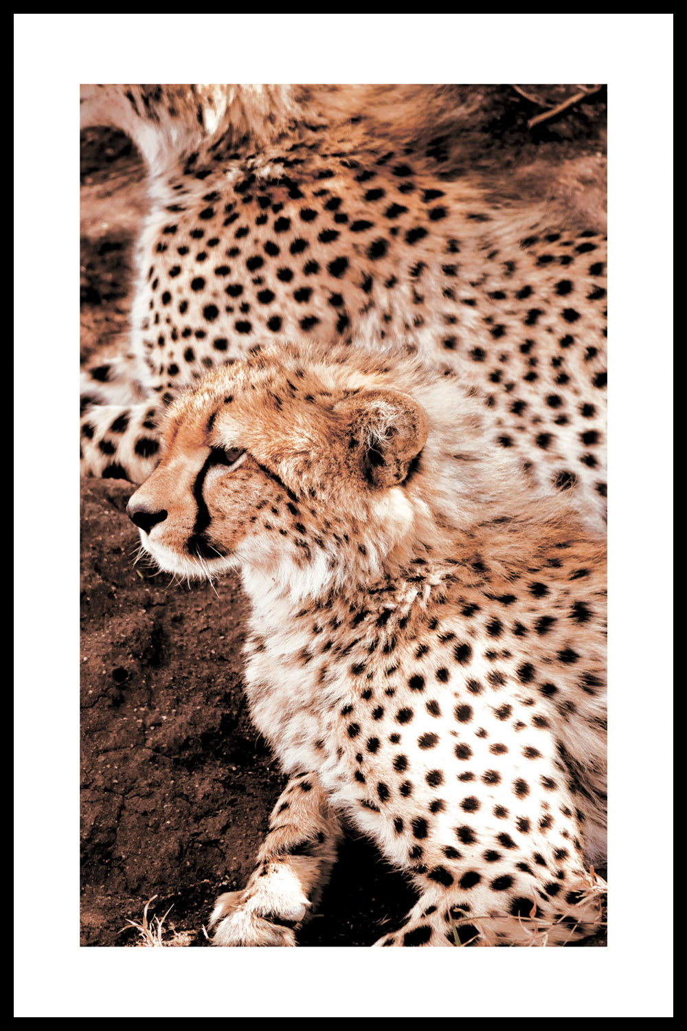 Постер Маленький Гепард