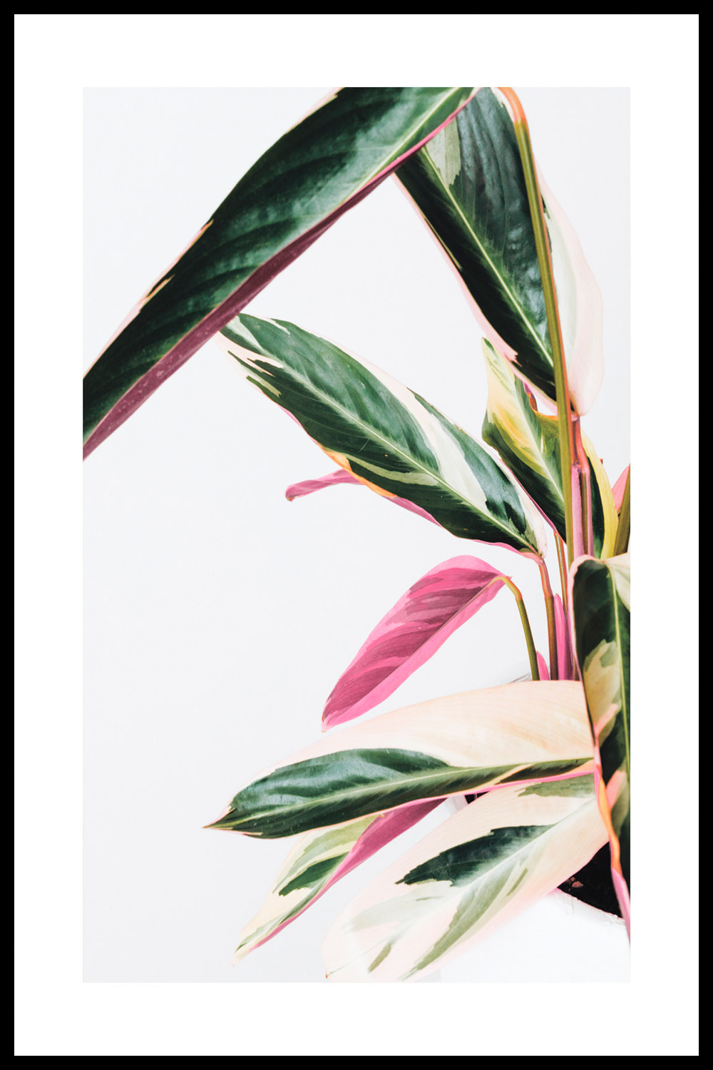 Постер Зелено-Розовые Листья #1