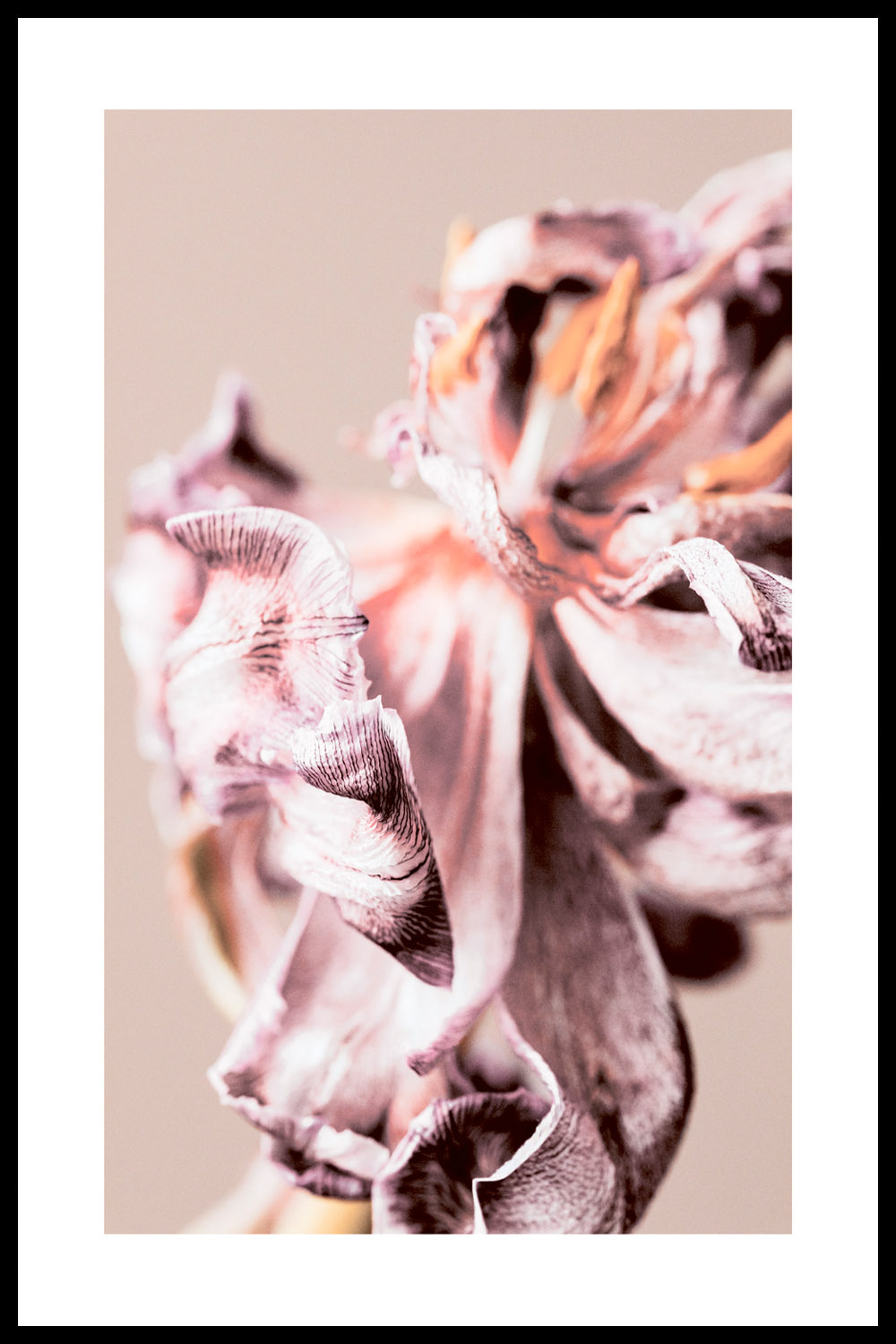 Постер Розово-Фиолетовый Цветок #2