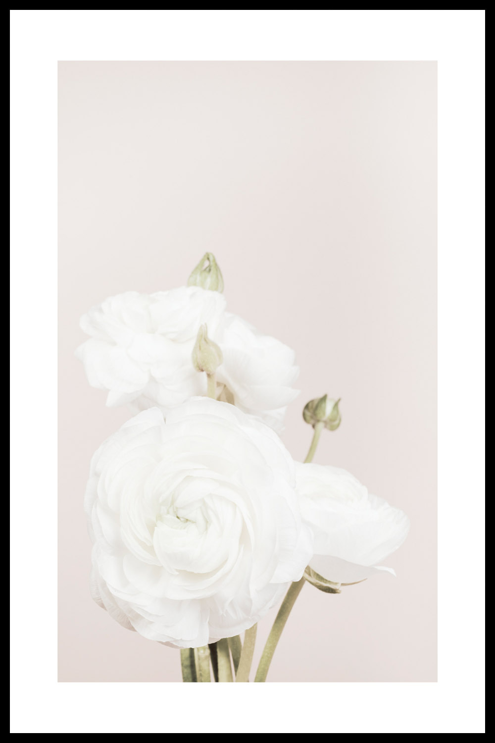 Постер Белые Бутоны #1