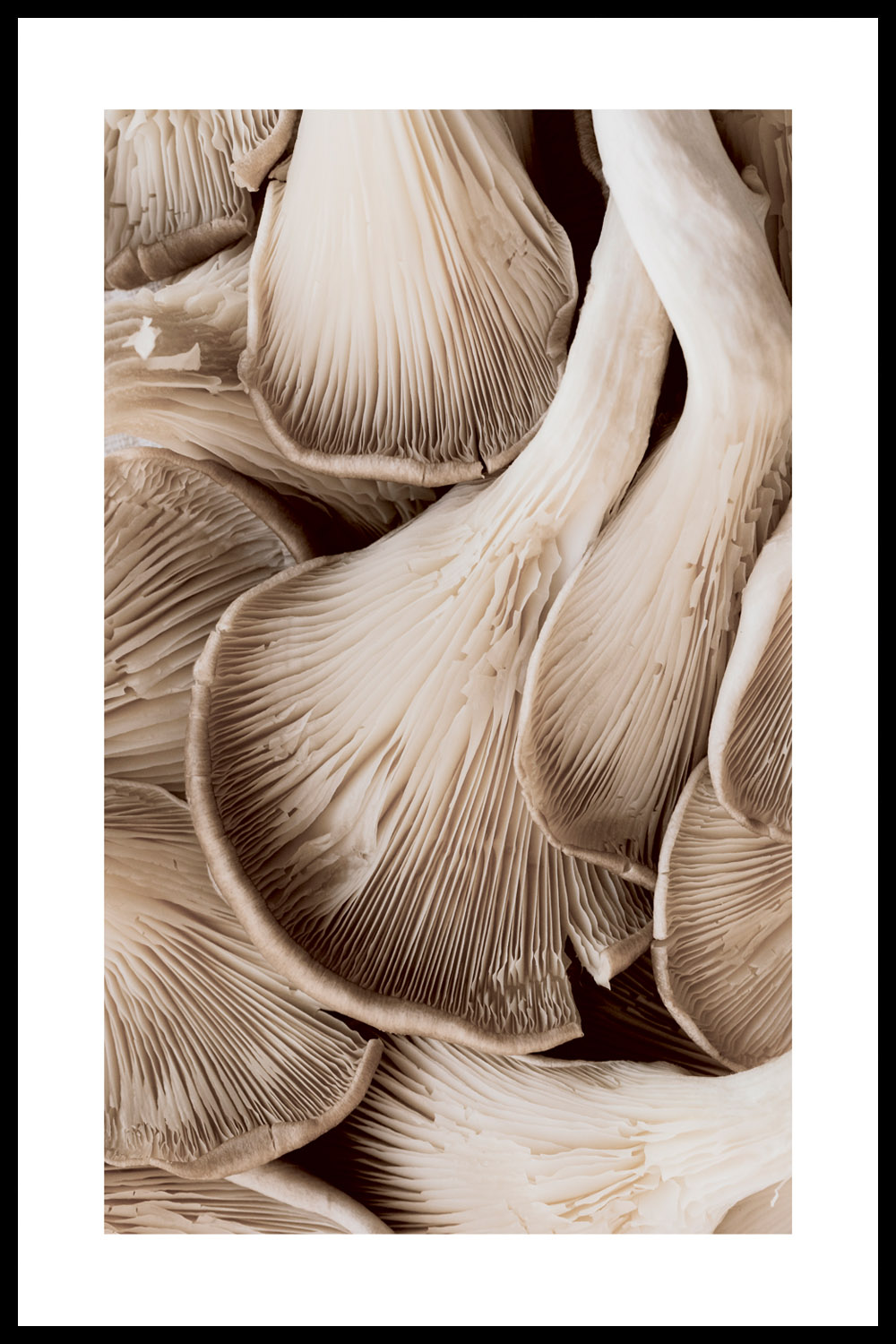 Постер Грибы #1