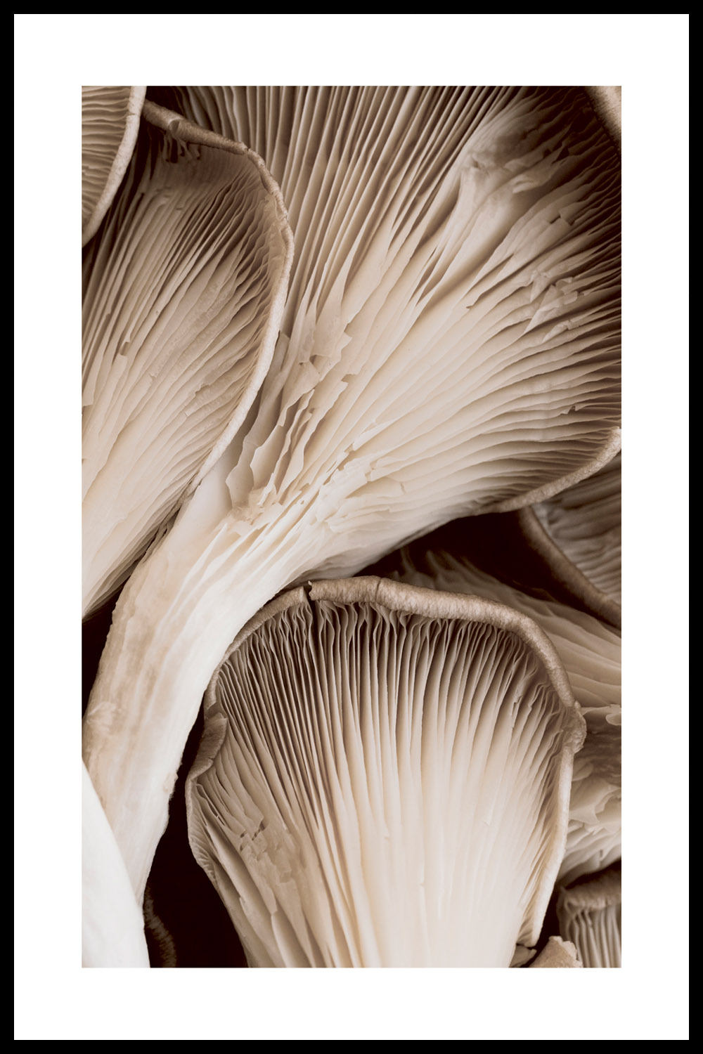 Постер Грибы #2