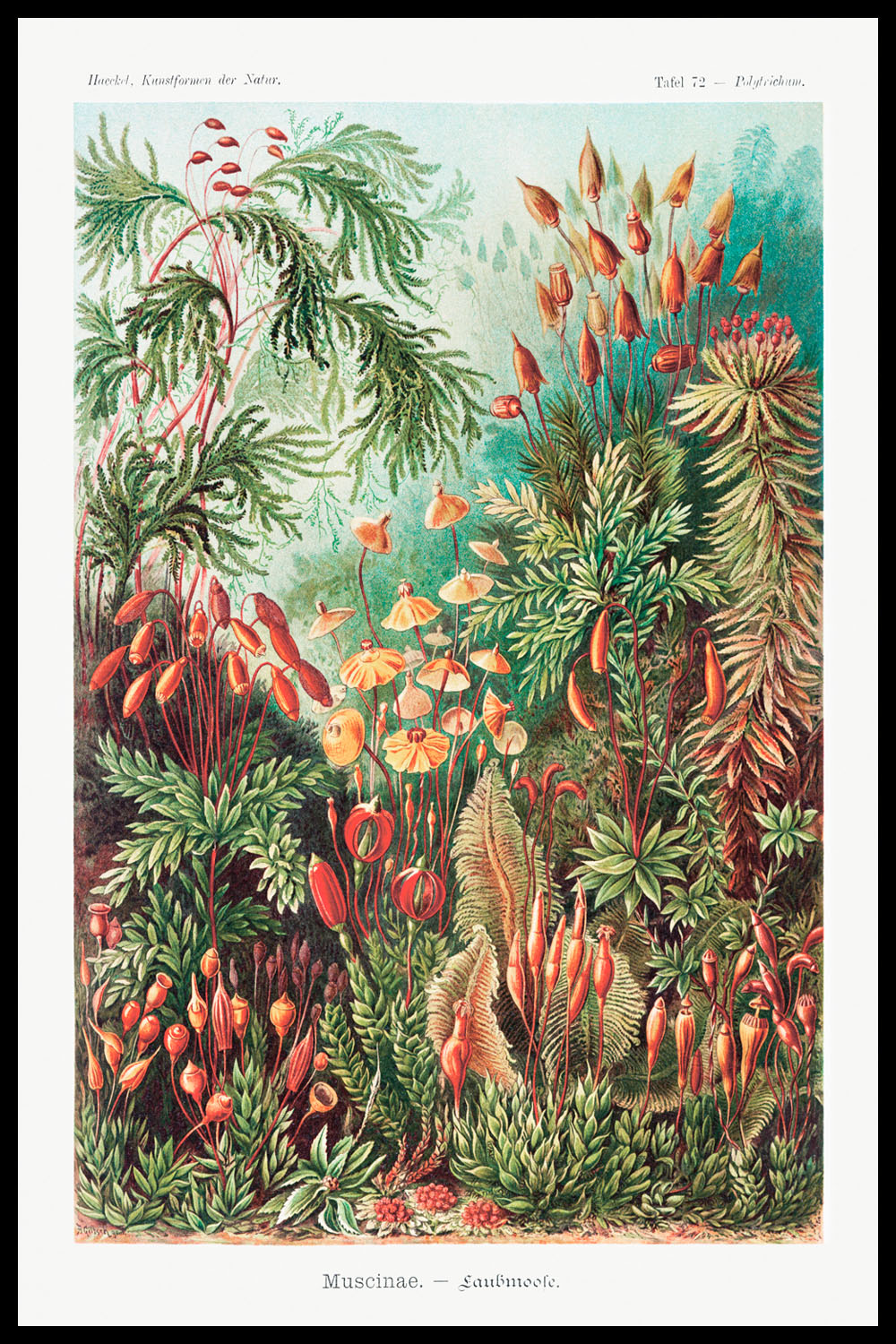 Постер Ernst Haeckel #1