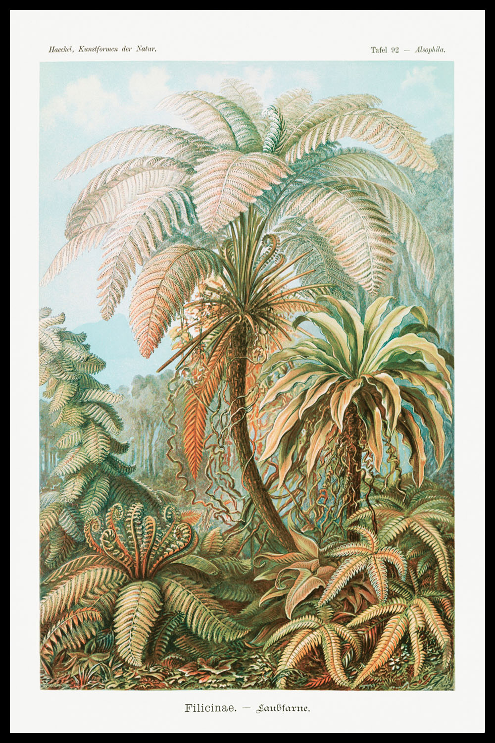 Постер Ernst Haeckel #2