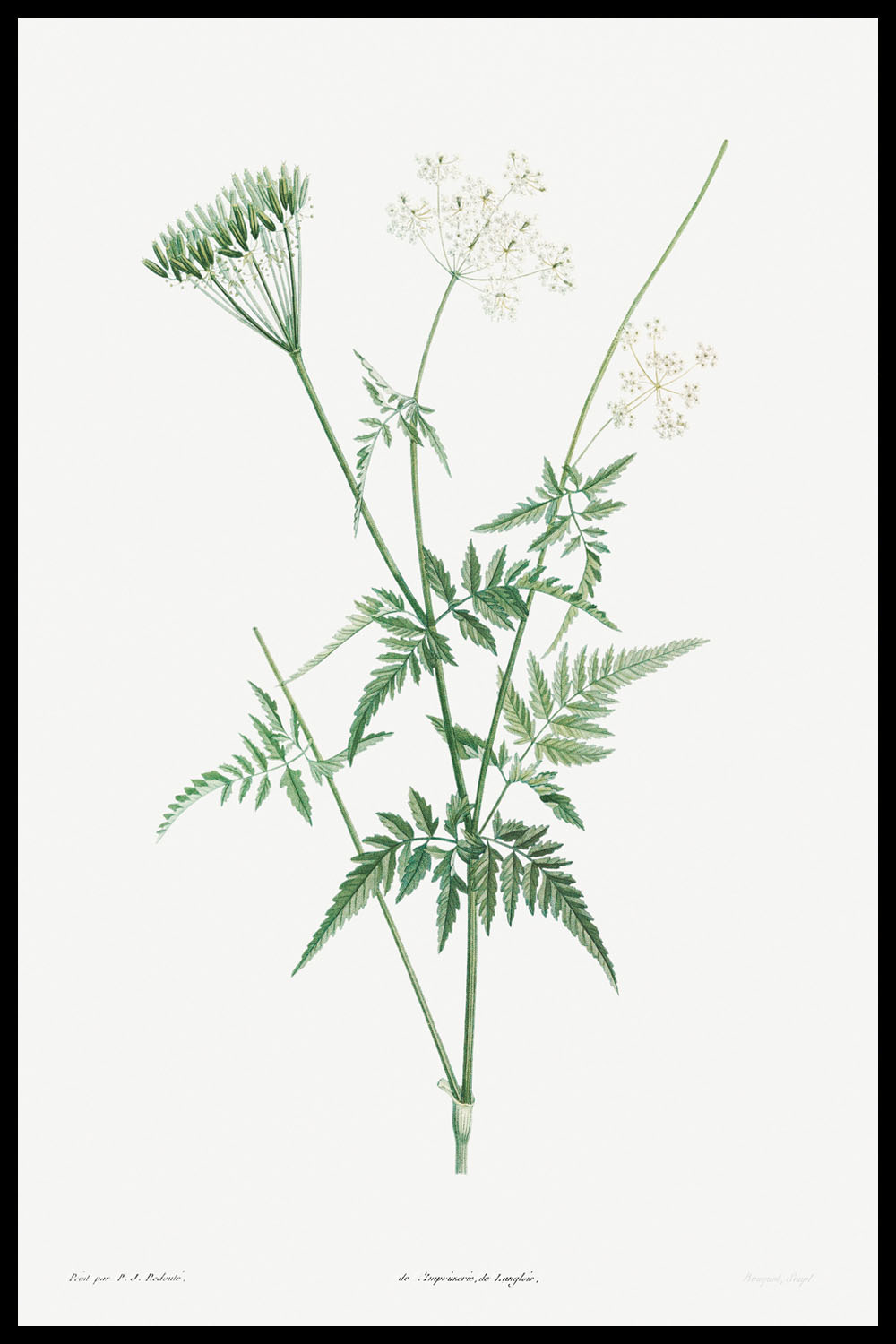 Постер Иллюстрация Растения #4