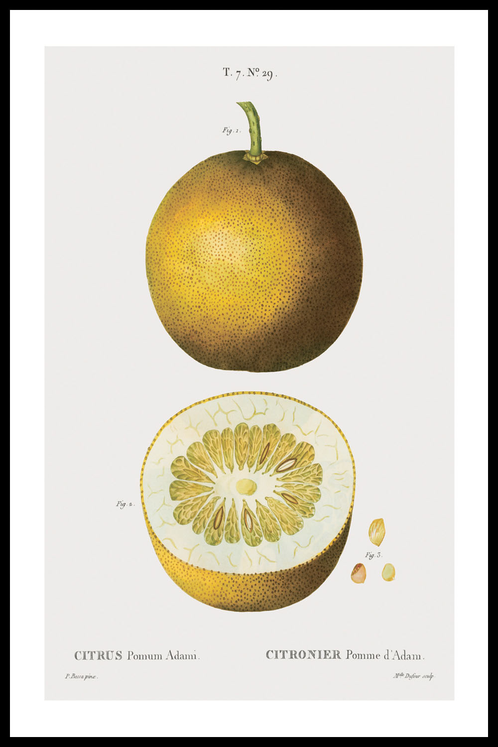 Постер Цитрус