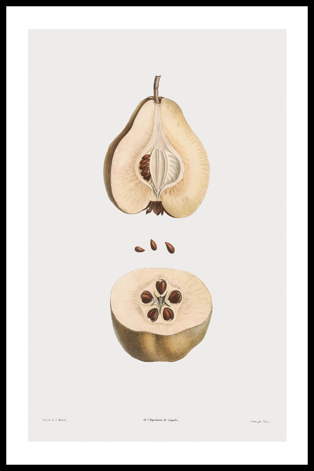 Постер Груша