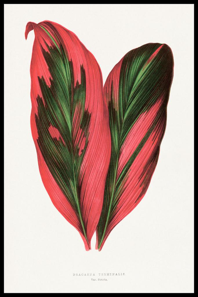 Постер Красно-Зеленые Листья