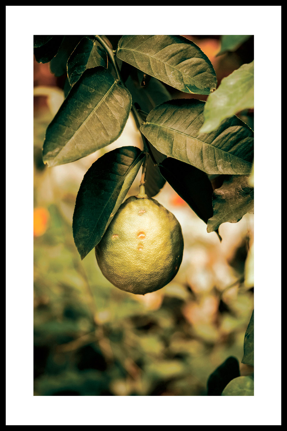 Постер Лайм