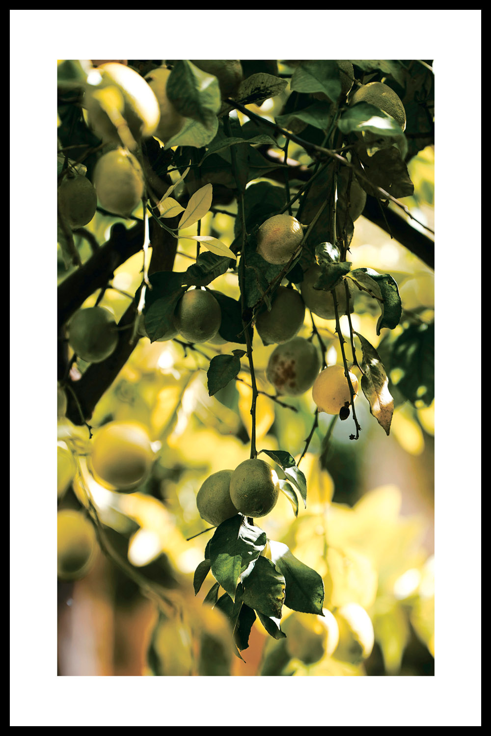 Постер Лаймы