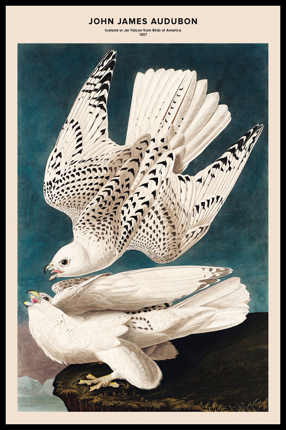 Постер John James Audubon №1